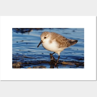 A Strolling Sanderling on the Winter Beach Posters and Art